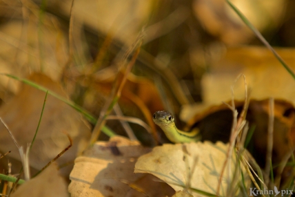 snake, garter snake, Saskatchewan, fall, leaves