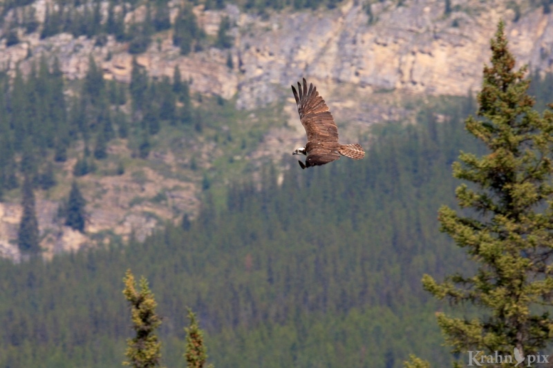 IMG_1150, Osprey, Banff, flight, flying, mountain, 
