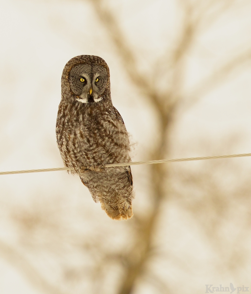 _T6C2902, Great Grey Owl, Saskatchewan, winter