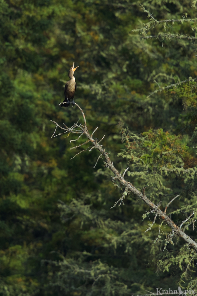 A cormorant belts out a lonely song from across the lake.