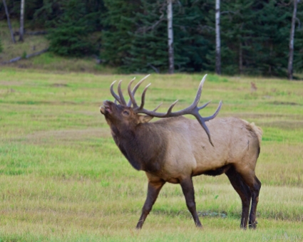 The best singer by far - a bugling elk. Now if I could sing like that ...